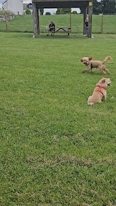 Dogs in the Country place picture